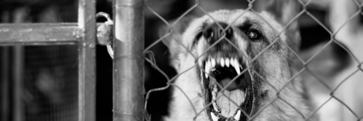 Watchdog on duty,loudly barking, focus on the eye