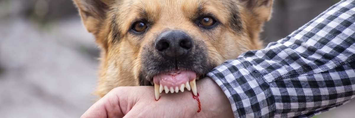 Dog bite injury lawyer in San Diego and Virginia Beach - Mackie Injury Lawyers